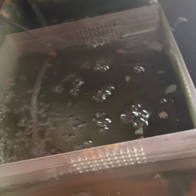 Nôi Nuôi Cá Con - Nuôi Cá Con Bên Ngoài Hồ Cá