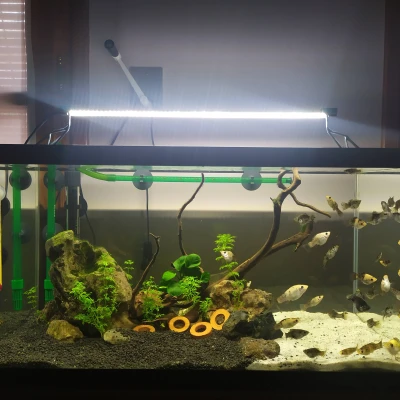 CHÂN ĐÈN CHO BỂ CÁ / TERRARIUM - thiết kế sinh tạo