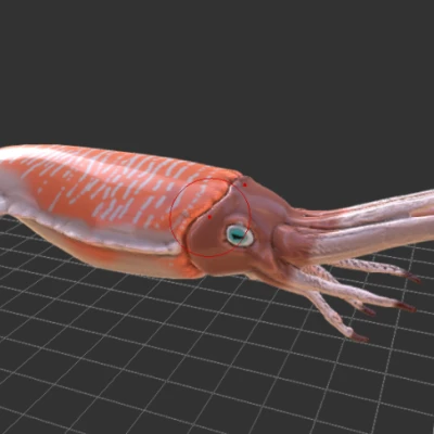 Mô hình Enchocteuthes