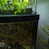 Bộ Aquaponics cho Bể Aqueon 72 Gallon Cong - Thumbnail 3