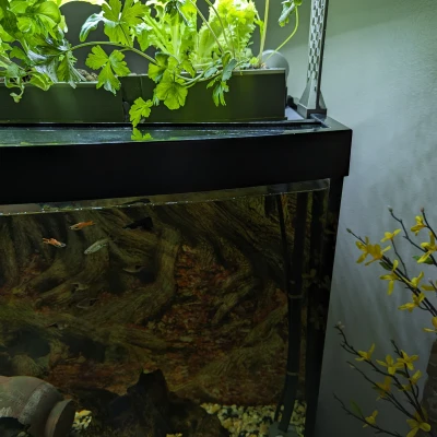 Bộ Aquaponics cho Bể Aqueon 72 Gallon Cong