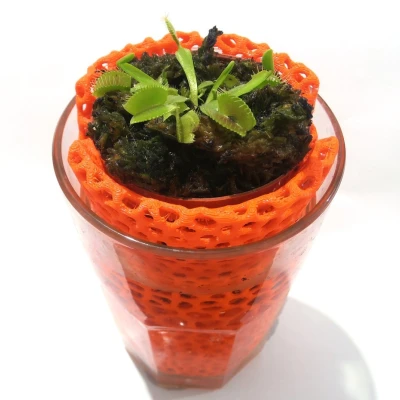 Chậu Voronoi cho Ly Thủy Tinh