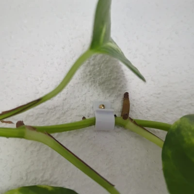 Móc Treo Tường Bo Tròn