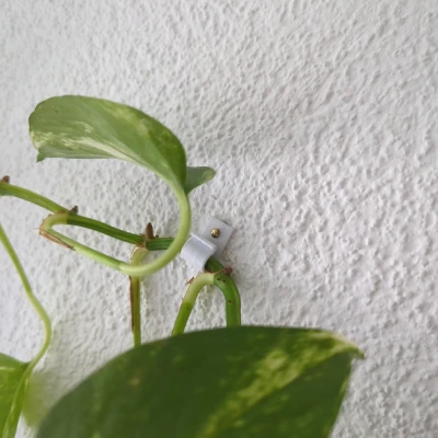 Móc Treo Tường Bo Tròn