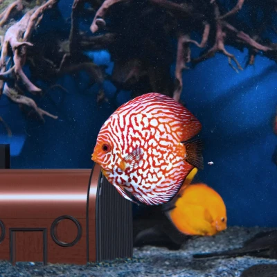 Phụ Kiện Hồ Cá Krusty Krab