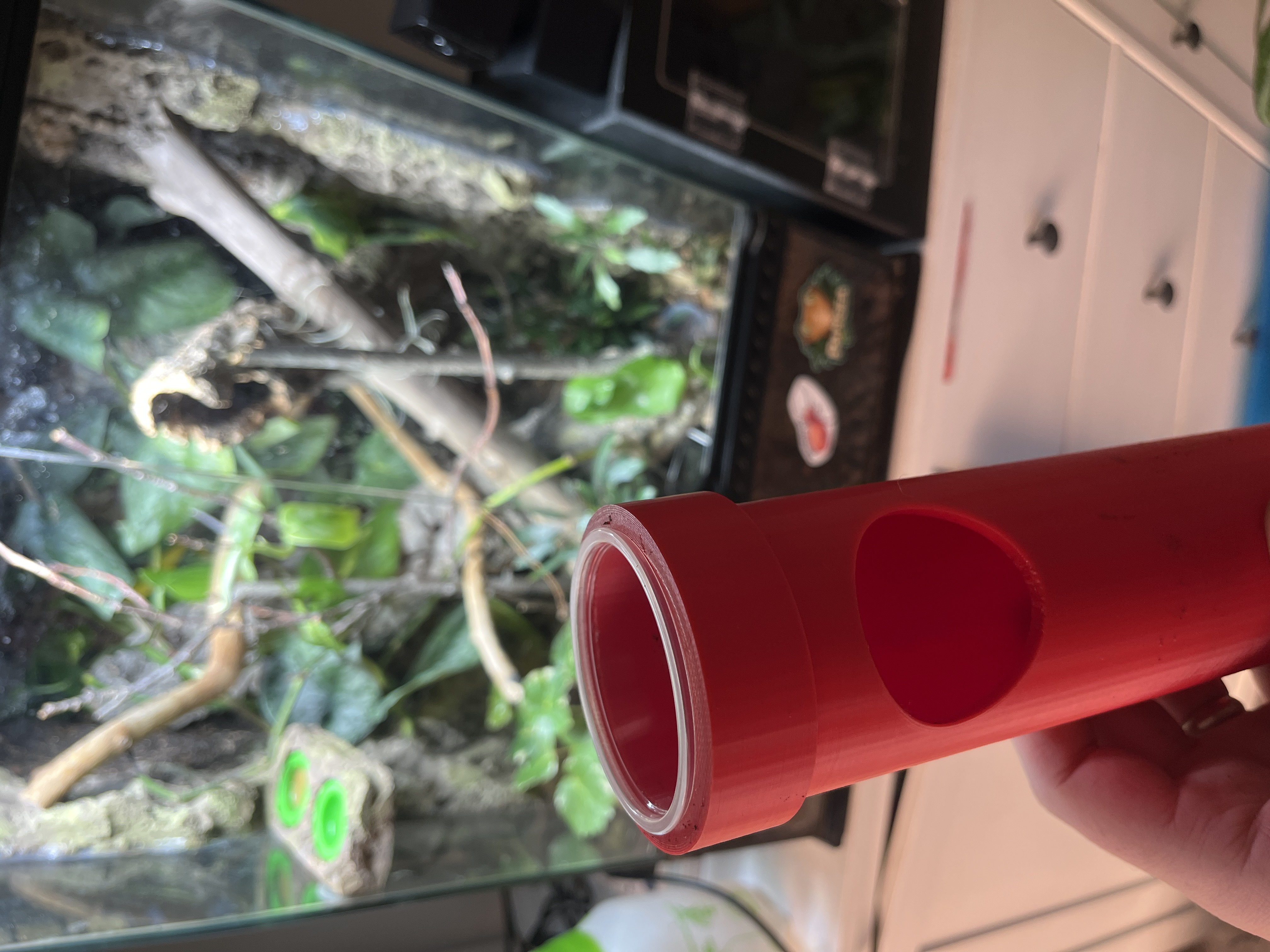 Ống Mario Cho Thằn Lằn Ăn Kèm Chỗ Ẩn