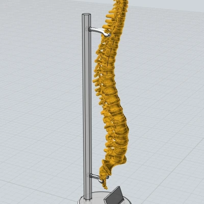 Cột Sống Người Có Đế Trưng Bày