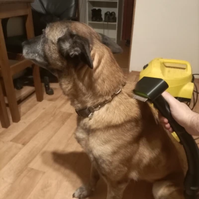 Lược Chải Lông Chó Có Gắn Máy Hút Bụi