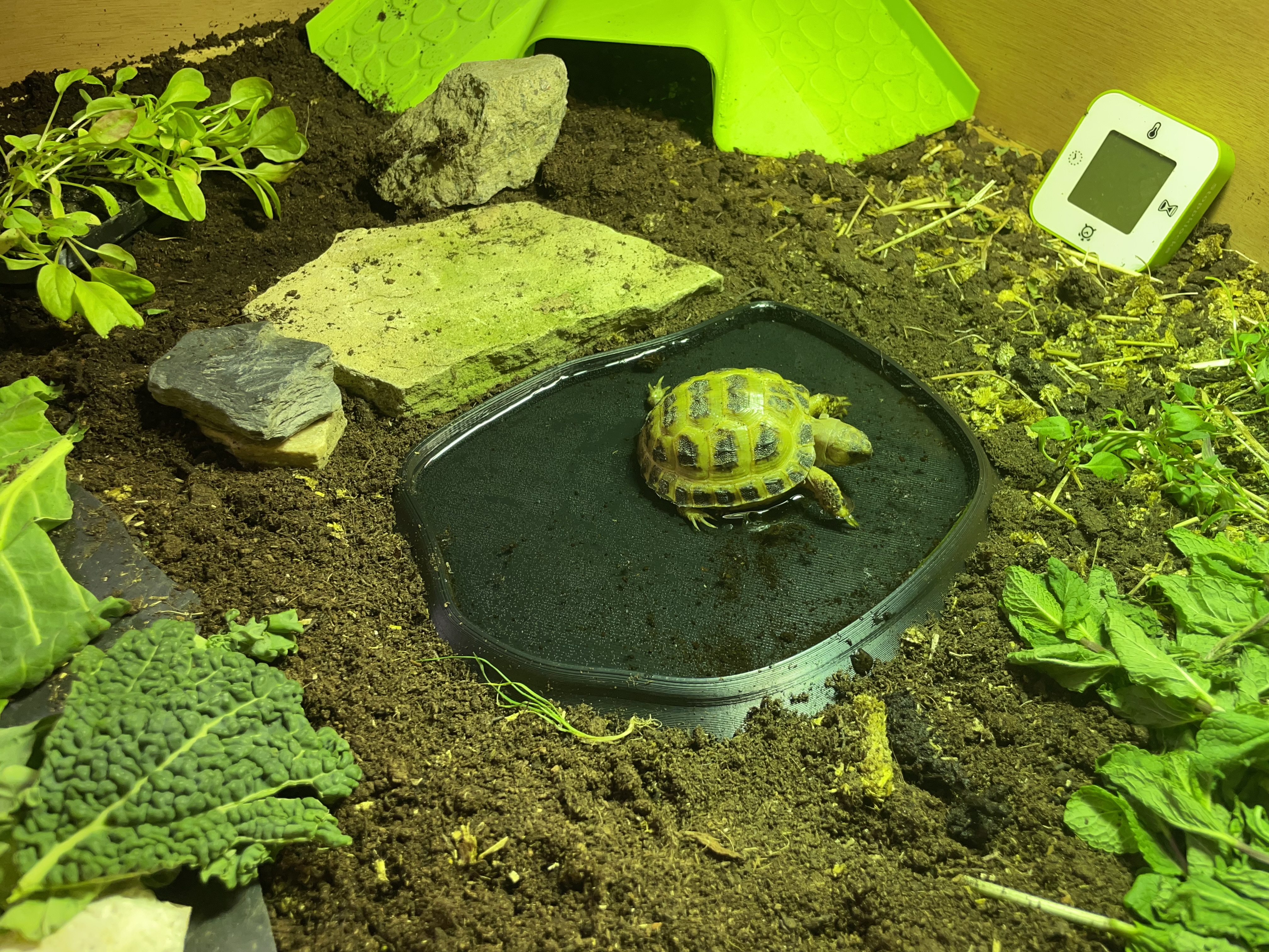 Khay nước cho Bò sát