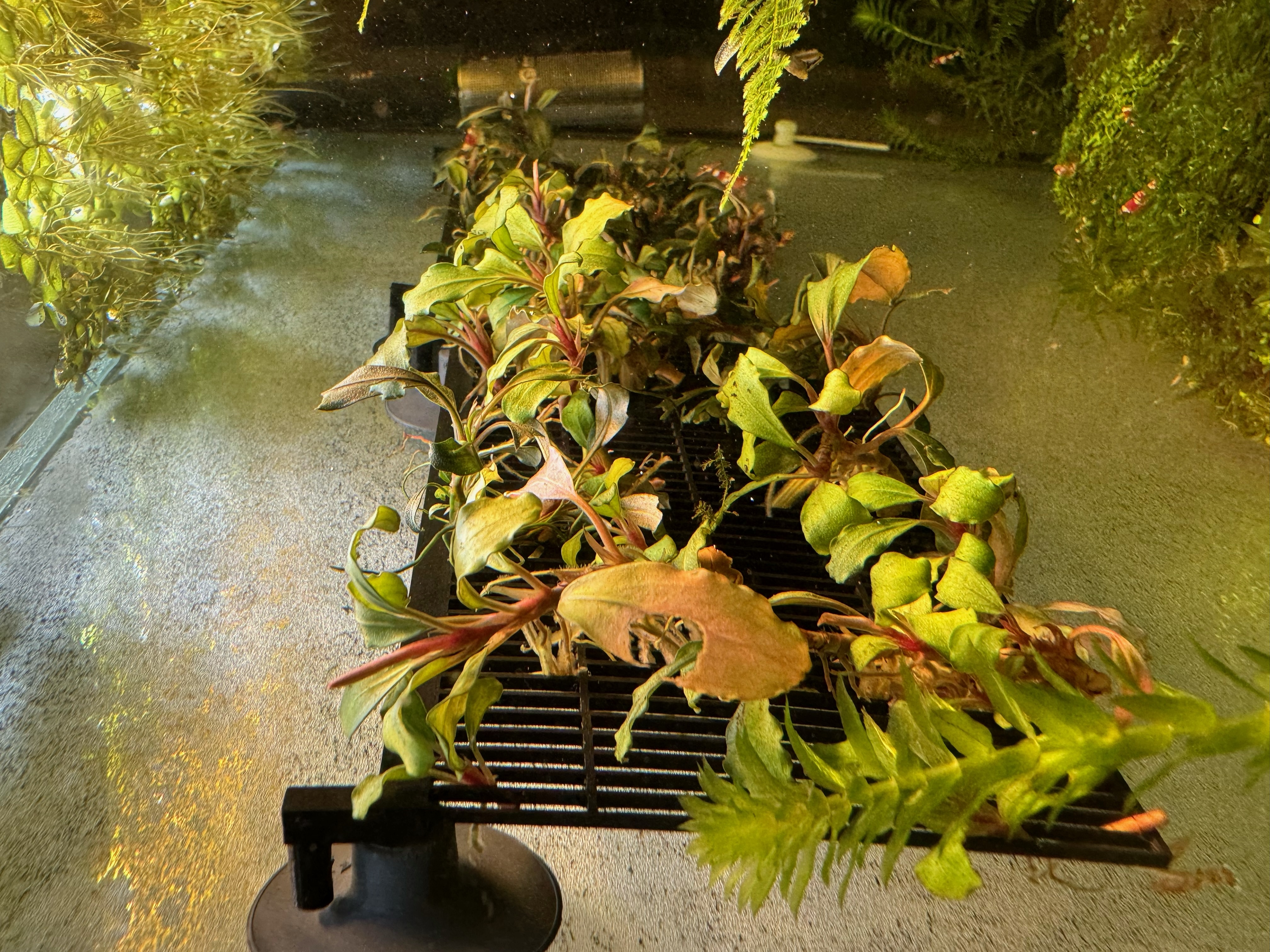 Trạm Nhân Giống Cây Biểu Sinh