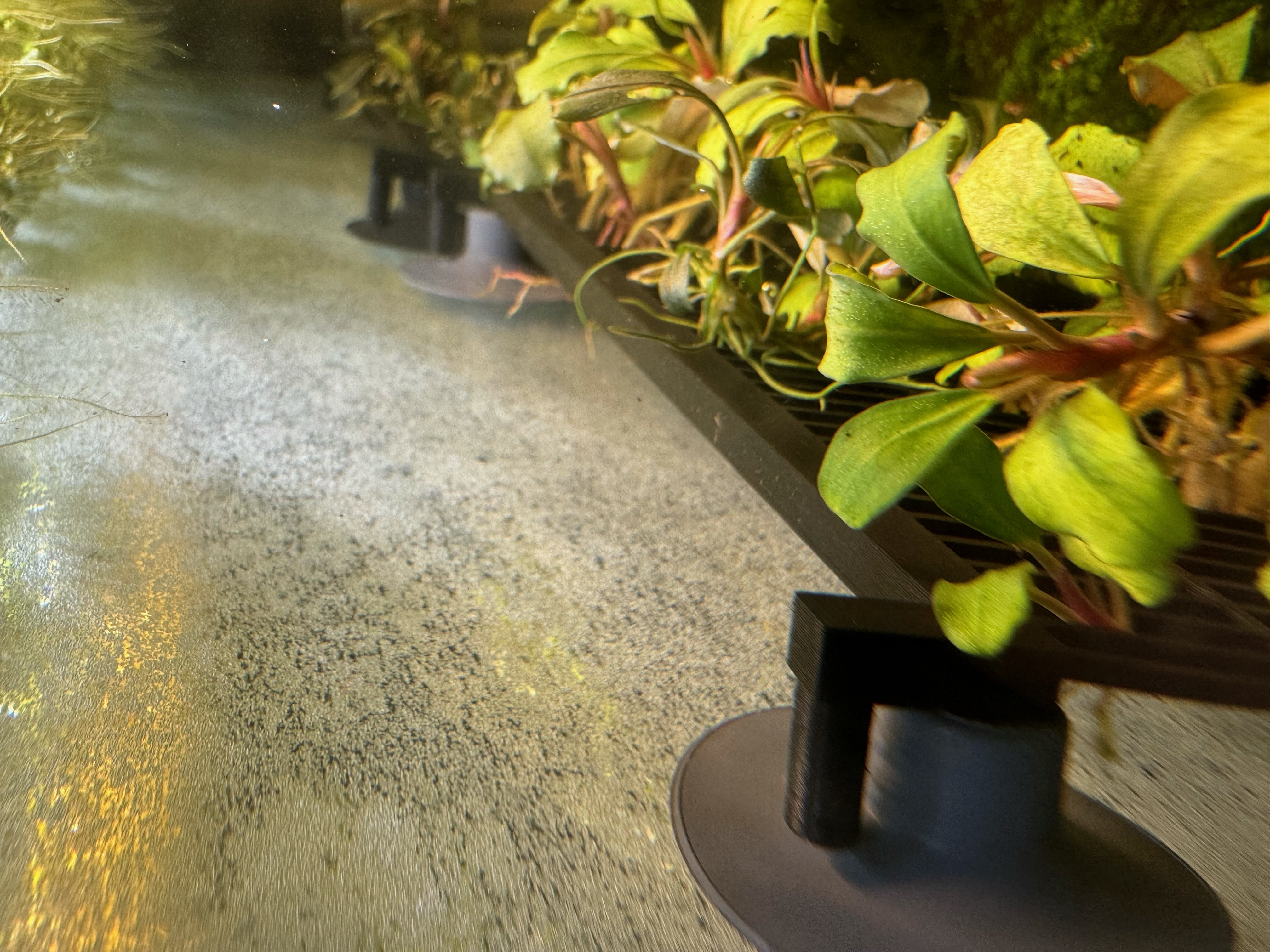 Trạm Nhân Giống Cây Biểu Sinh