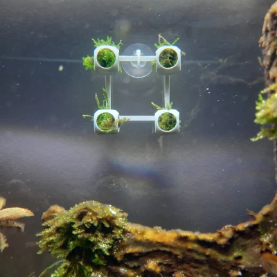 Giá treo tường cho rêu/cây thủy sinh 1g (+ nhiều đế giữ)