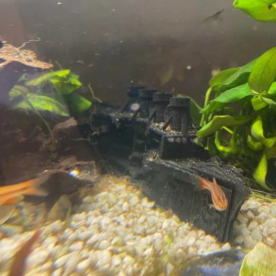 Mô hình Tàu Bị Đắm cho Bể Cá hoặc Dùng Làm Đồ Trang Trí