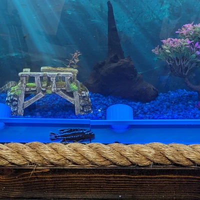 Hang cá nhìn xuyên thấu