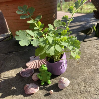 Chậu Cây Thủy Sinh Cho Hồ Cá