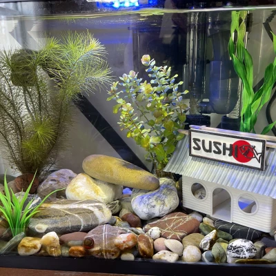 Trang Trí Hồ Cá Phong Cách Tiệm Sushi