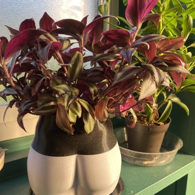 Chậu cây hình mông