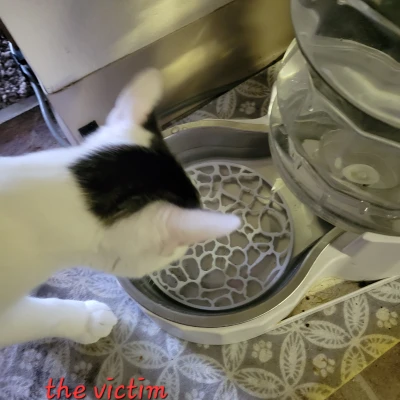 Cái Rây Chống Mèo Vô Nước Uống