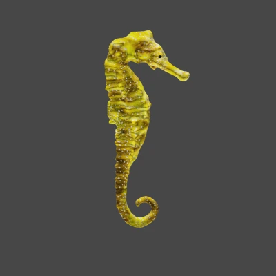 Mô Hình Ngựa Biển