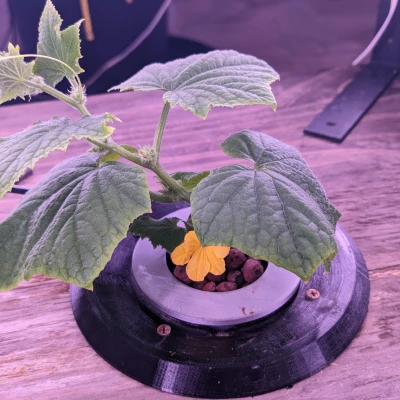 Chèn Tháp Thủy Canh Cho Một Cây