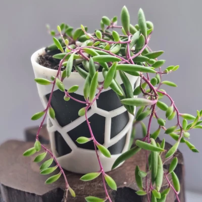 CHẬU TRỒNG XƯƠNG RỒNG & HOA NHỎ KIỂU VORONOI