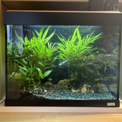 Chậu Cây Thủy Sinh x5 Chậu Tiêu Chuẩn