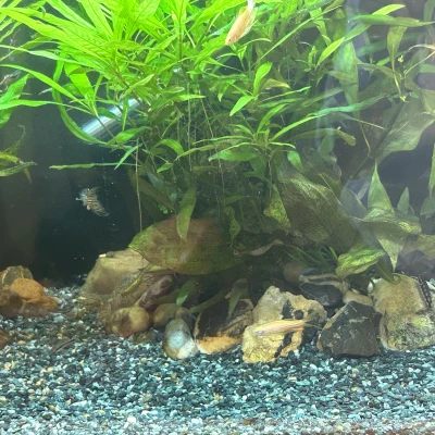 Chậu Cây Thủy Sinh x5 Chậu Tiêu Chuẩn