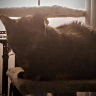 Pát Góc Chân Cây Mèo