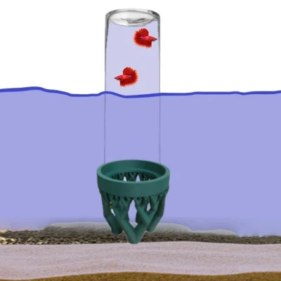 Cá Bay Aqualift - Cho Cá Khám Phá Thế Giới