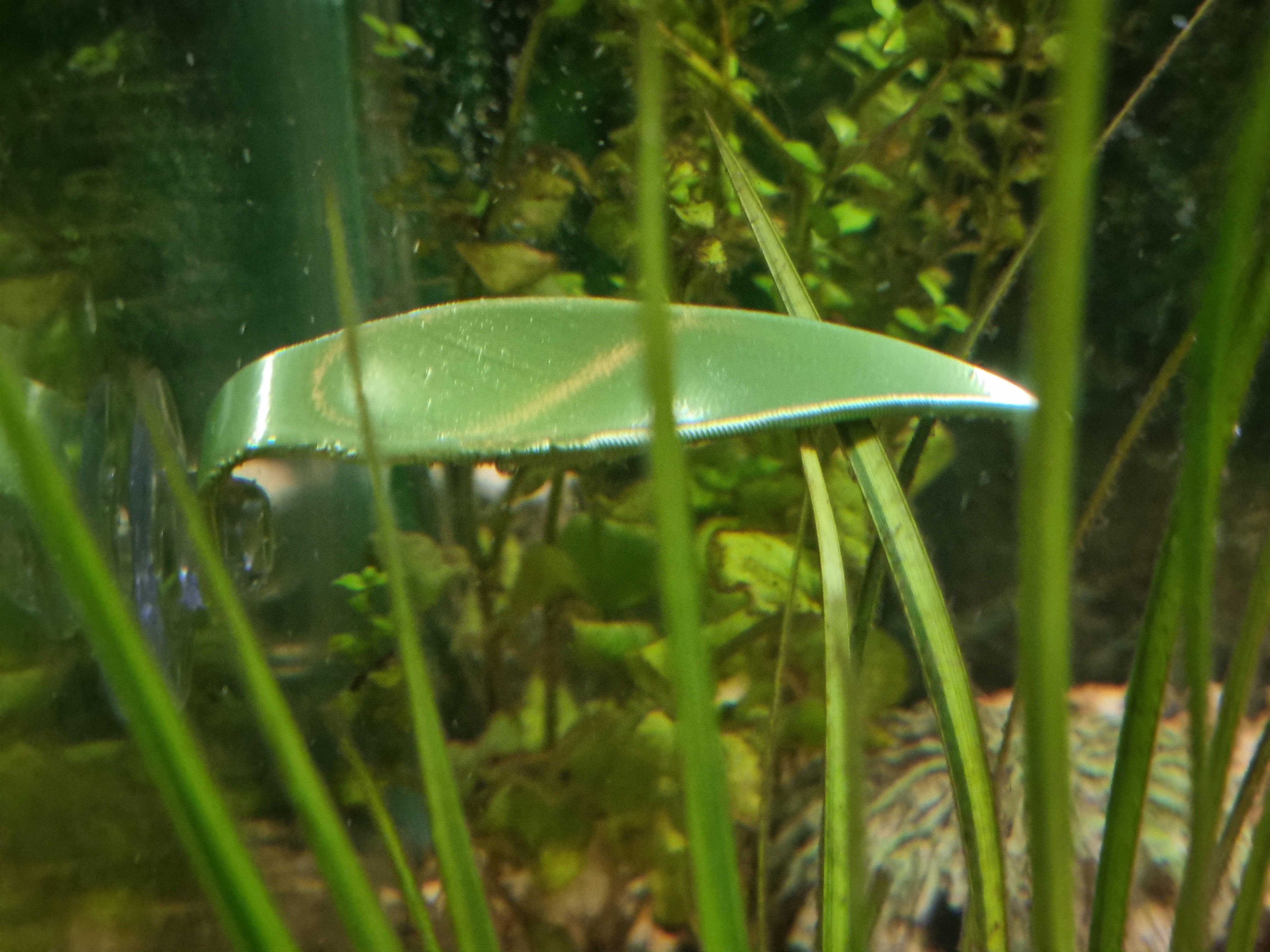 Lá Nghỉ Cho Cá Betta