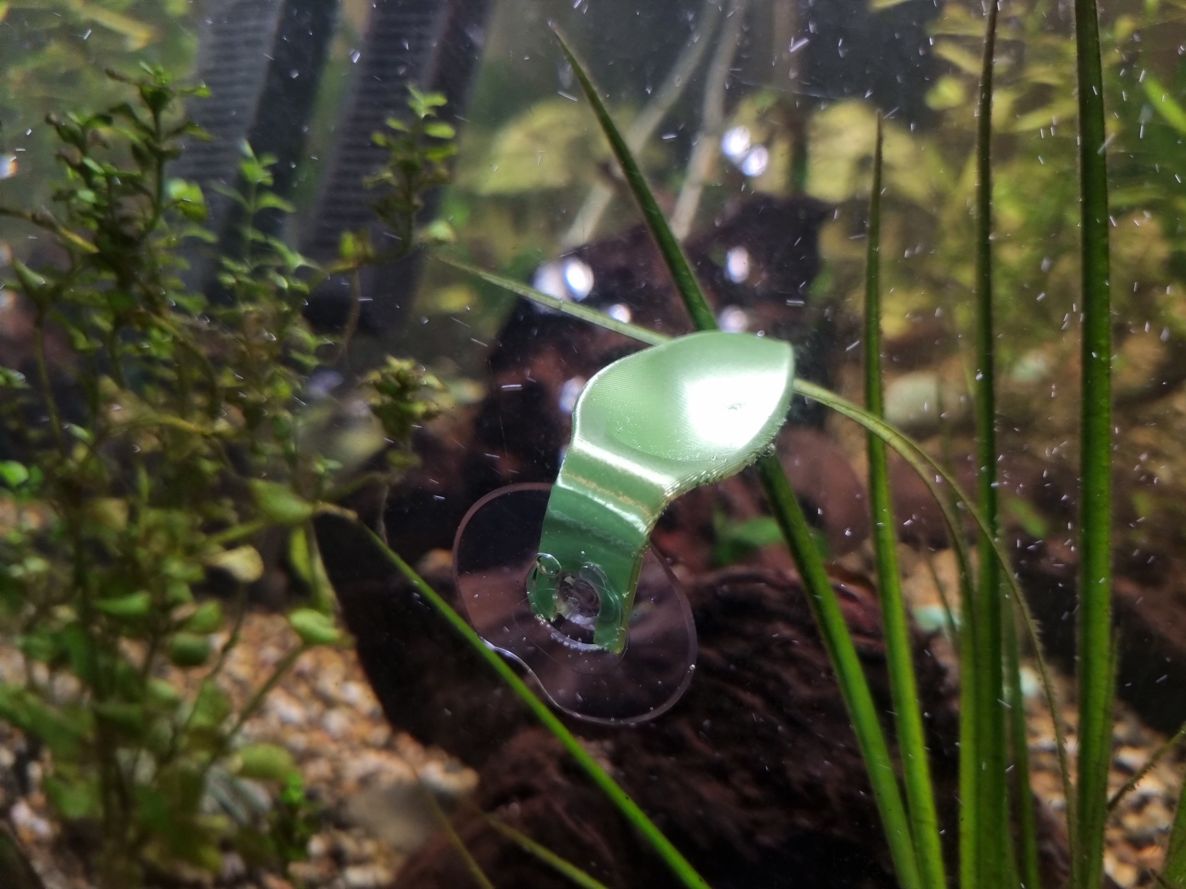 Lá Nghỉ Cho Cá Betta