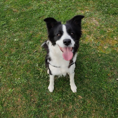 Tranh tường "Bala" Chó Border Collie