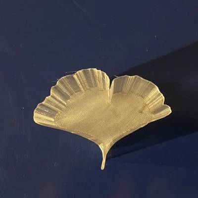 Lá của các loài cây khác nhau