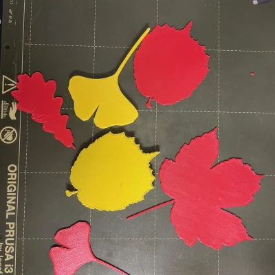 Lá của các loài cây khác nhau