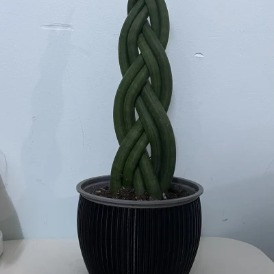 Thêm một chậu hoa nữa nè