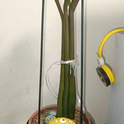 Chân Cắm Hoa Hình Hoa