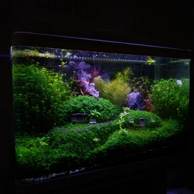 Mô Hình Nhà Hobbit Trang Trí Cây Cảnh & Hồ Cá