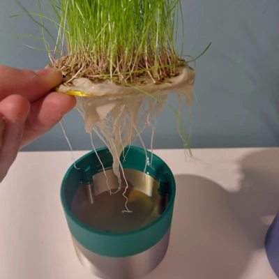 Chậu Trồng Cỏ Cho Mèo Tự In