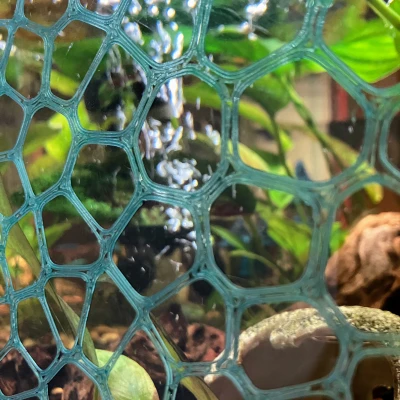 Tấm Phông Nền Hồ Cá Voronoi