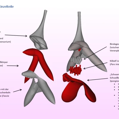 [Beta] Mô hình giải phẫu âm vật dùng trong giáo dục