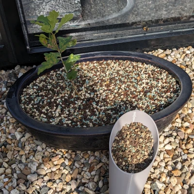 Muỗng Xúc Đất Bonsai