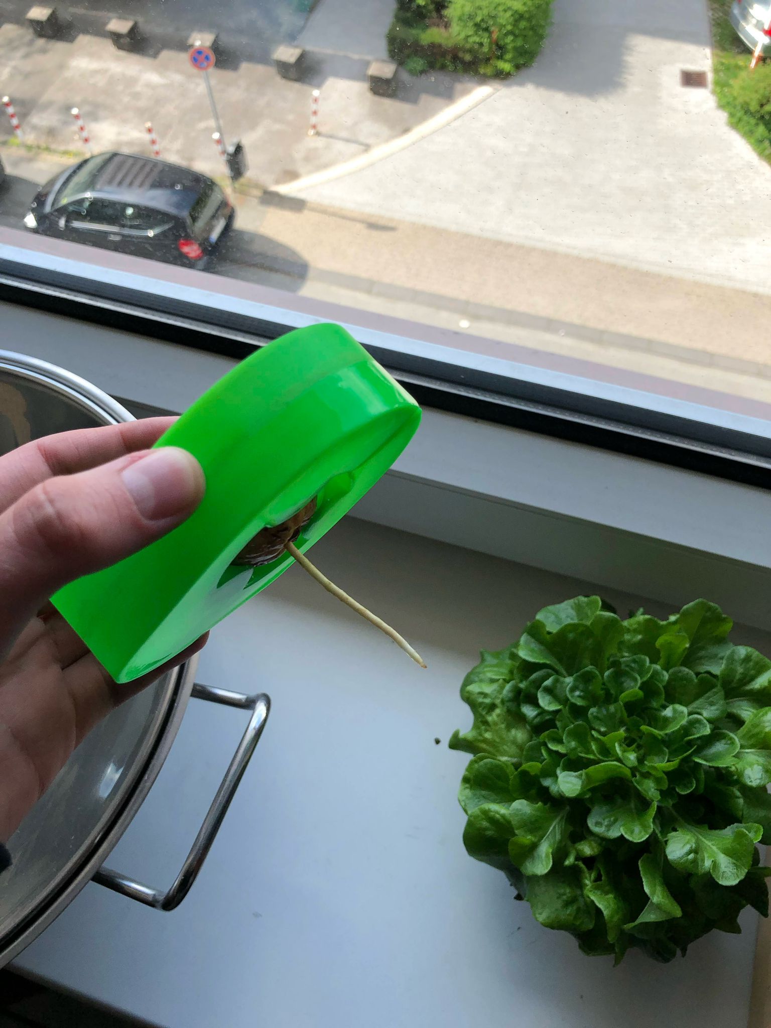 Thuyền Bơ Tự Làm Cho Hạt Bơ Nảy Mầm Vasemode