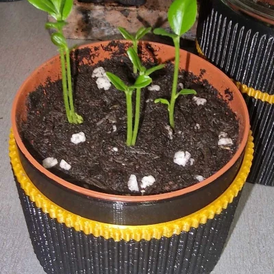 Khu vườn ươm mini từ hũ thủy tinh mk3