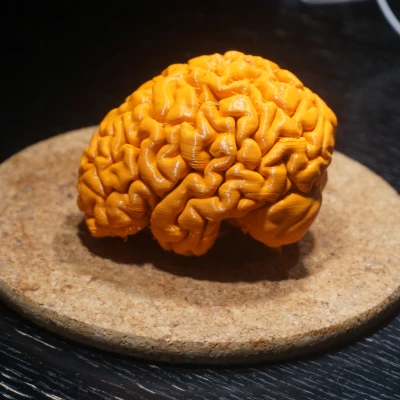 Mô hình bộ não người từ ảnh MRI đẹp