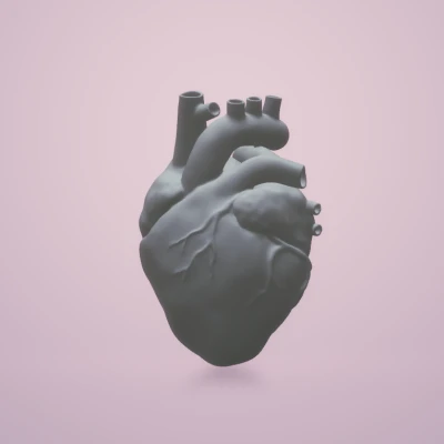 Mô Hình Trái Tim Người Giải Phẫu