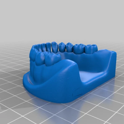 Mô hình Hàm Dưới/Hàm Trên Răng miệng để Giáo dục Chải răng và Dùng chỉ nha khoa