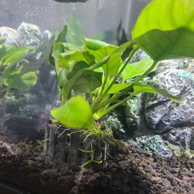 Chậu Cây Mini Kiêm Hồ Cá Nhỏ