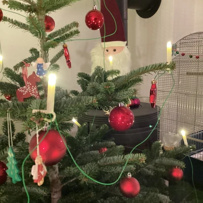 Nến LED Chùm Thông Giáng Sinh / Christmas tree LED candles