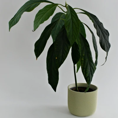 Chậu Trồng Cây 12cm