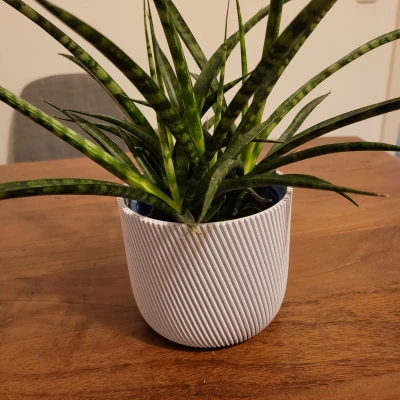 Chậu Trồng Cây 12cm